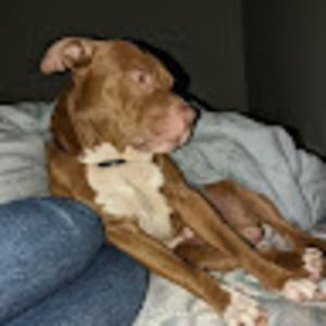 Meet your Posher, Deonni